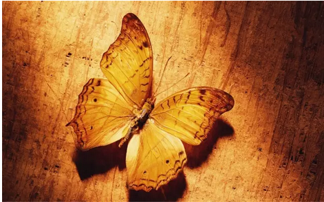 茄子免费视频茄子视频下载安装•沉静时光中的灵动之翼